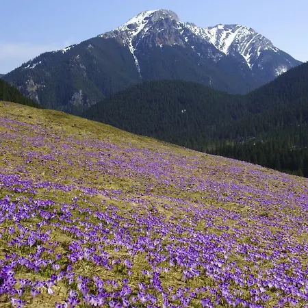 Toporowe W Chocholowskiej Witow (Tatra)